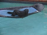 Sampson and Delilah Swimming 005